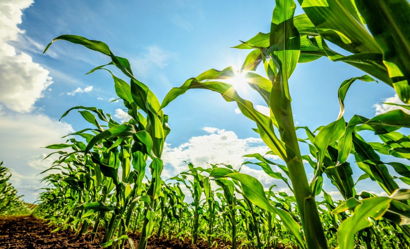 الأنظمة الغذائية الحديثة التي تعتمد على الذرة تمنح آفات المحاصيل ميزة جديدة خطيرة