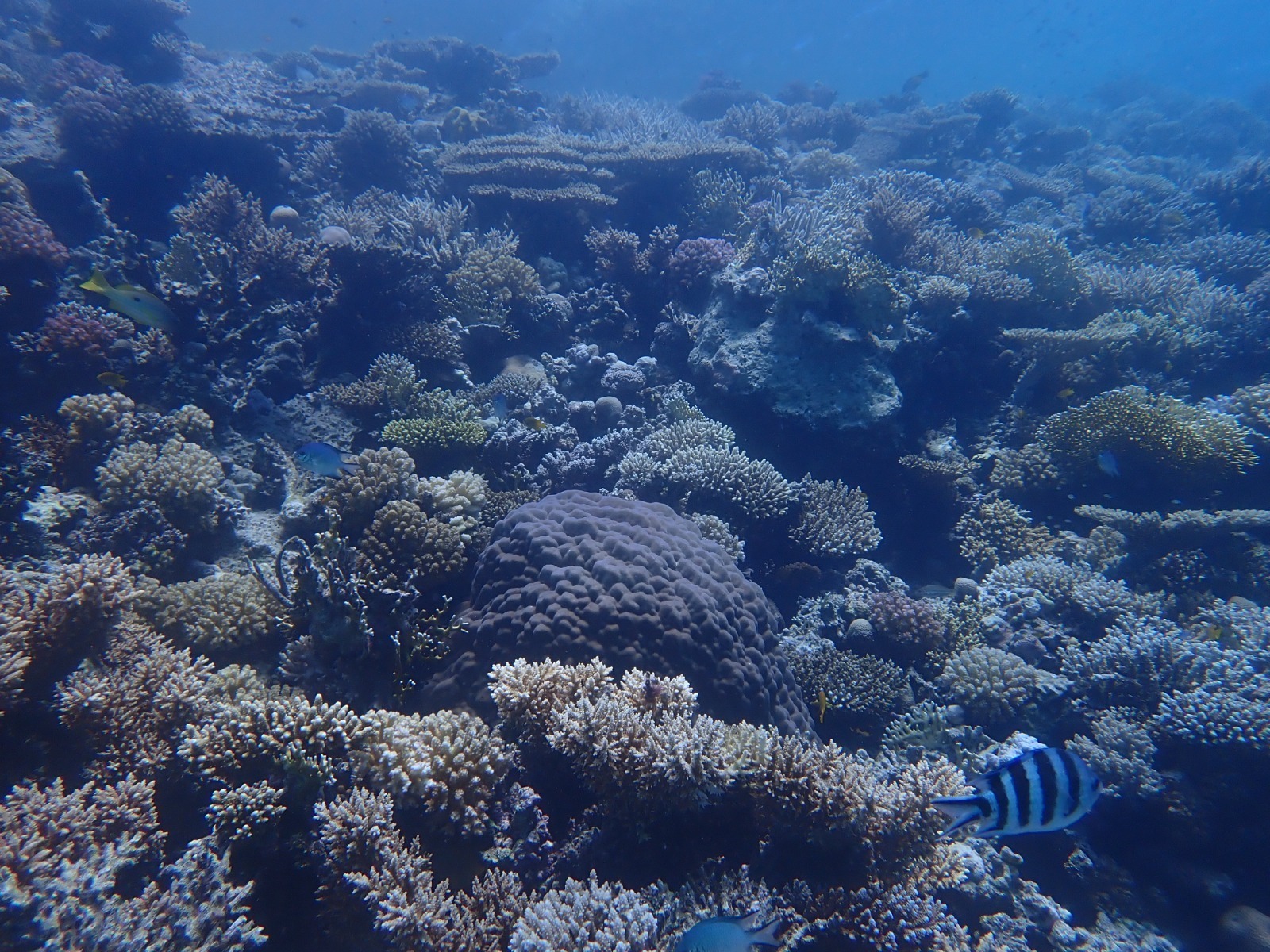 الحيد المرجاني العظيم بالبحر الأحمر
