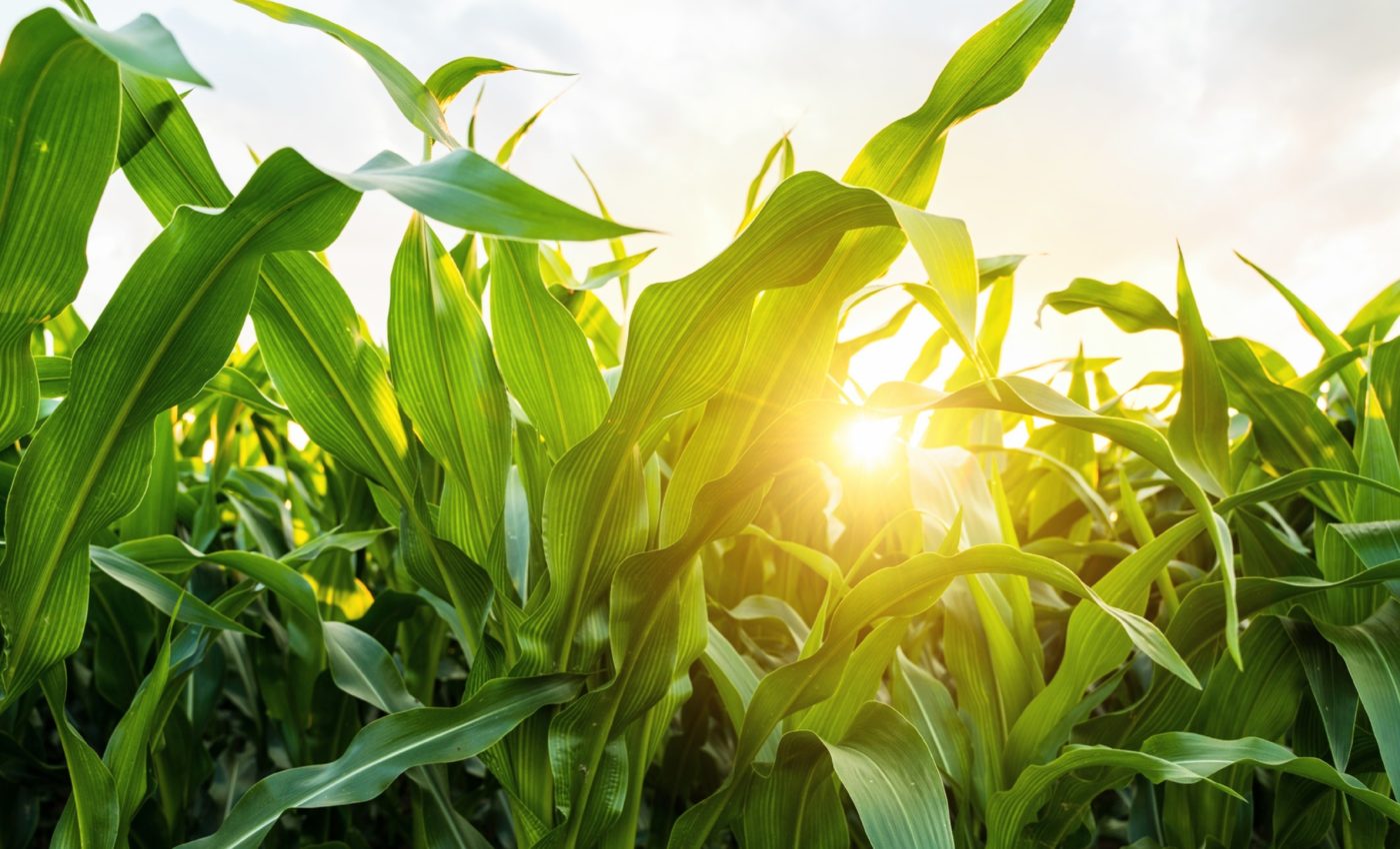 استخدام خصائص أوراق النباتات للتنبؤ بالضوء