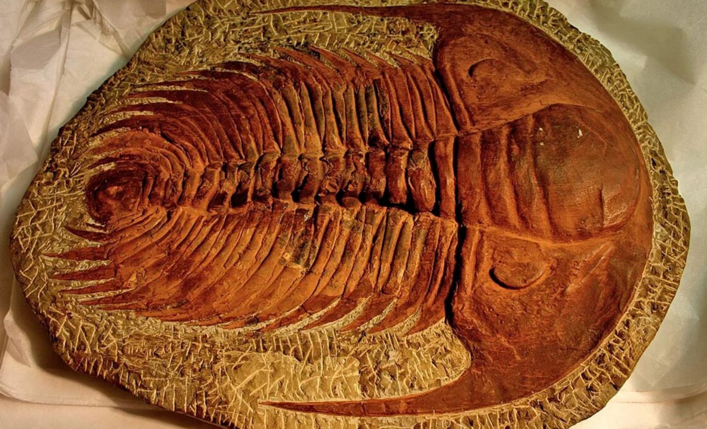 غاز سام قضى على 45% من الكائنات البحرية