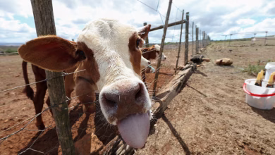 مزارعة تُطعم ماشيتها في حقل جاف بمقاطعة كيب الغربية وسط أزمة جفاف حادة
