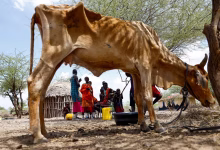 الجفاف في كينيا يمتد إلى مناطق غير معتادة، يدفع المزارعين لبيع ماشيتهم