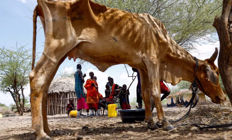 الجفاف في كينيا يمتد إلى مناطق غير معتادة، يدفع المزارعين لبيع ماشيتهم