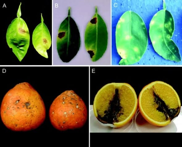تبقع ألترناريا البني في الموالحتبقع ألترناريا البني في الموالح