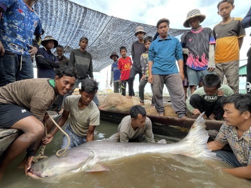 أسماك الأنهار المهاجرة