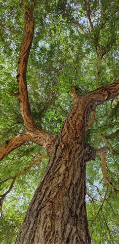 أشجار السرسو