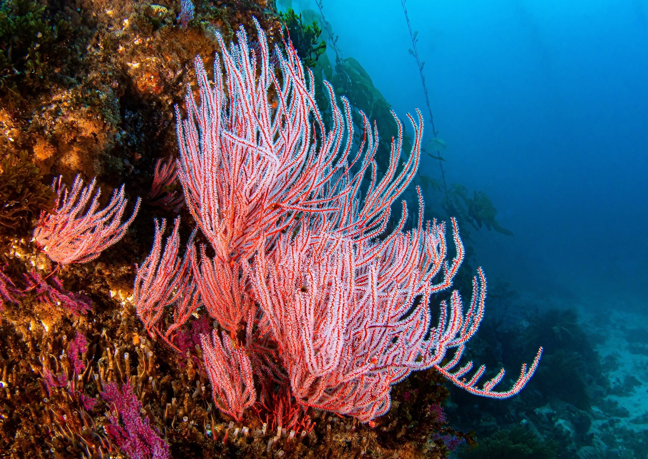 الشعاب المرجانية