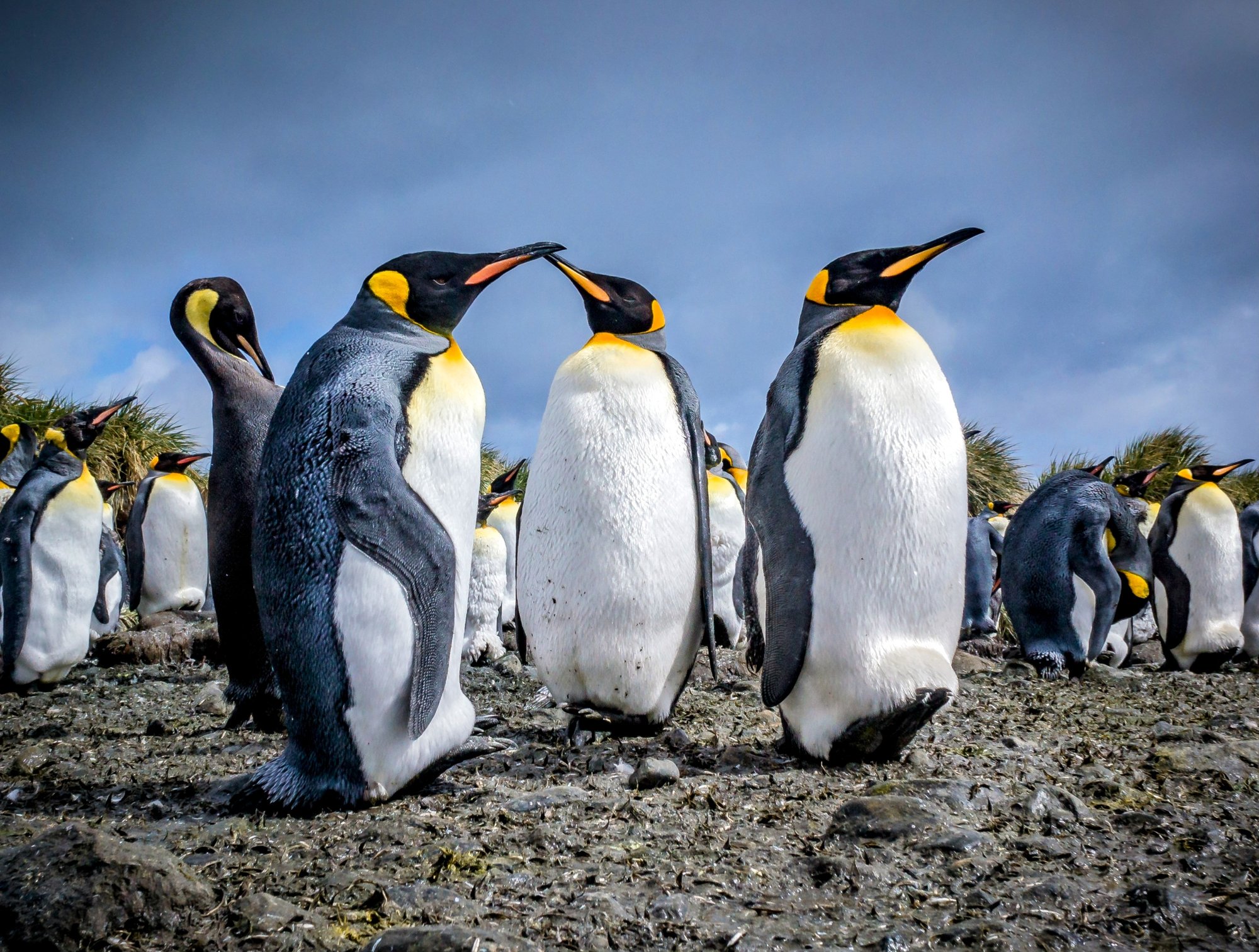 بطاريق تتحول إلى مؤشرات بيئية لرصد التلوث