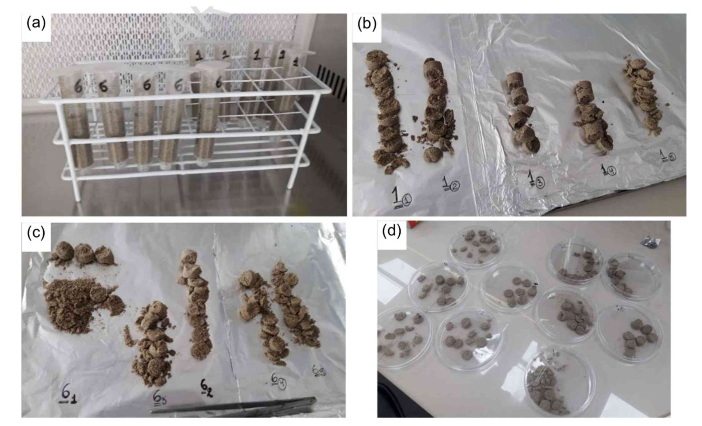 أفضل ميكروب لربط الرمال وتحسين متانة الخرسانة