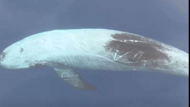 دولفين أبيض نادر من نوع "ريسو" يطفو بالقرب من الغواصين في محمية قبر البنت بمدينة دهب.