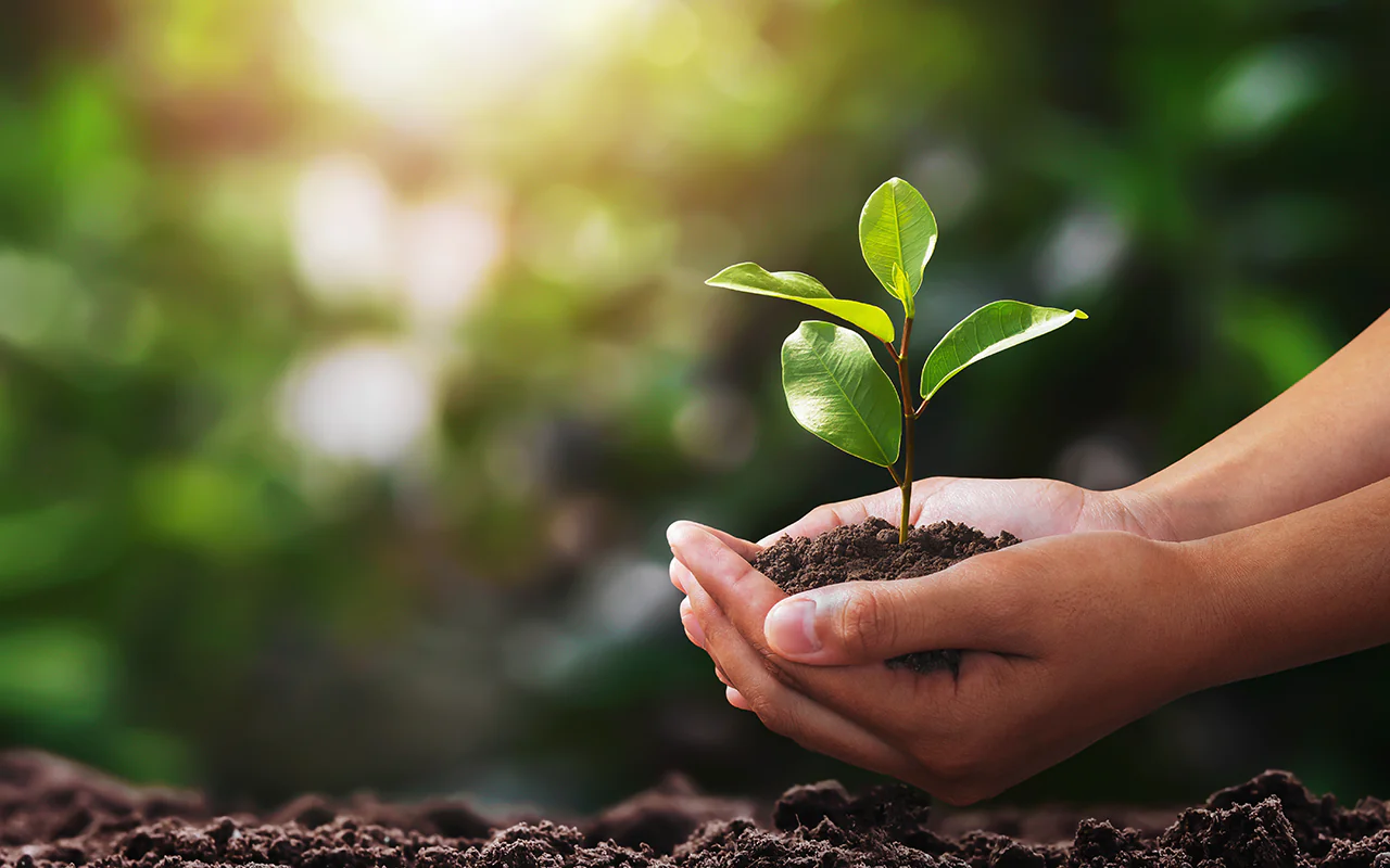 زراعة الأشجار