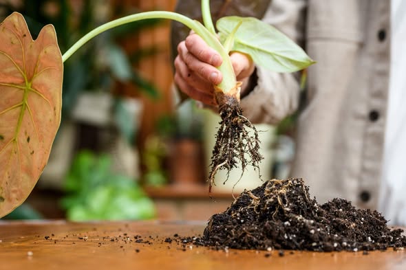 علاج أعفان الجذور