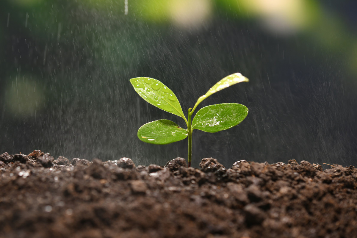 فطريات التربة