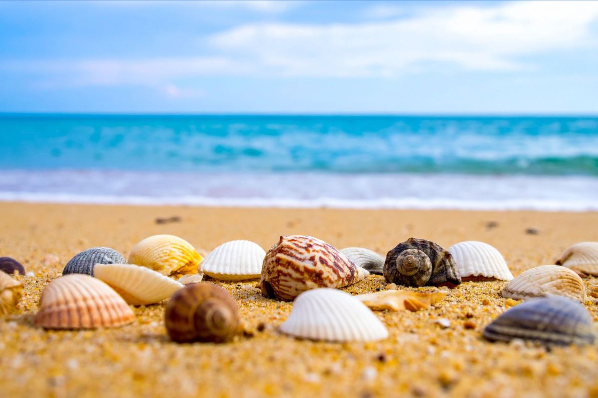 قشور المحار