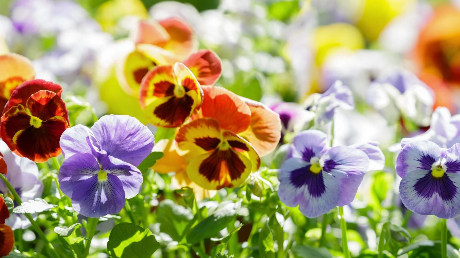 هذه هي أفضل الخيارات للحصول على لون فوري في فصل الربيع.