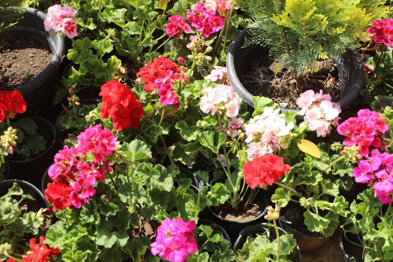 : معرض زهور الربيع يفتح أبوابه لزوار شم النسيم بالمتحف الزراعي