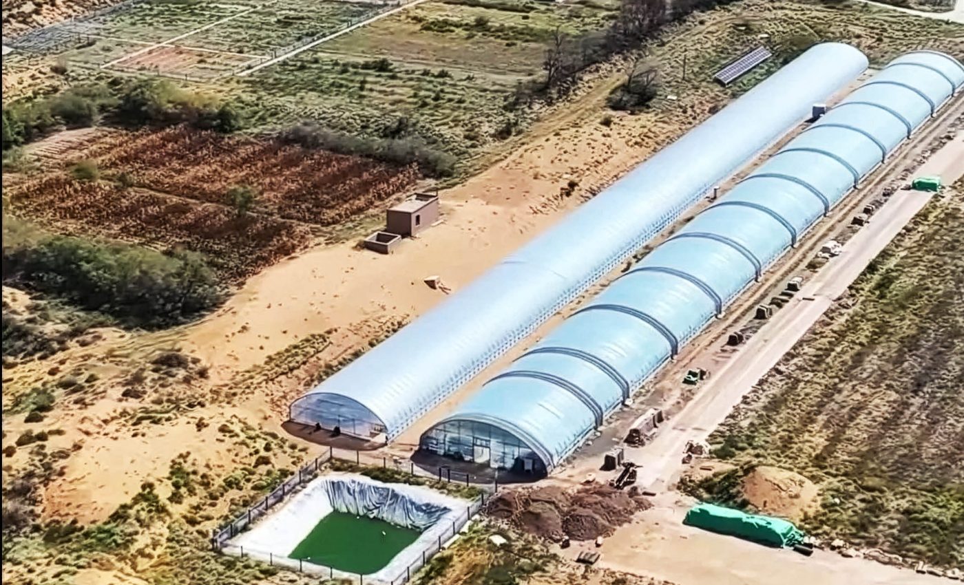 رمال صحراوية تتحول إلى سطح متماسك مغطى بطبقة خضراء دقيقة من الكائنات الحية الدقيقة