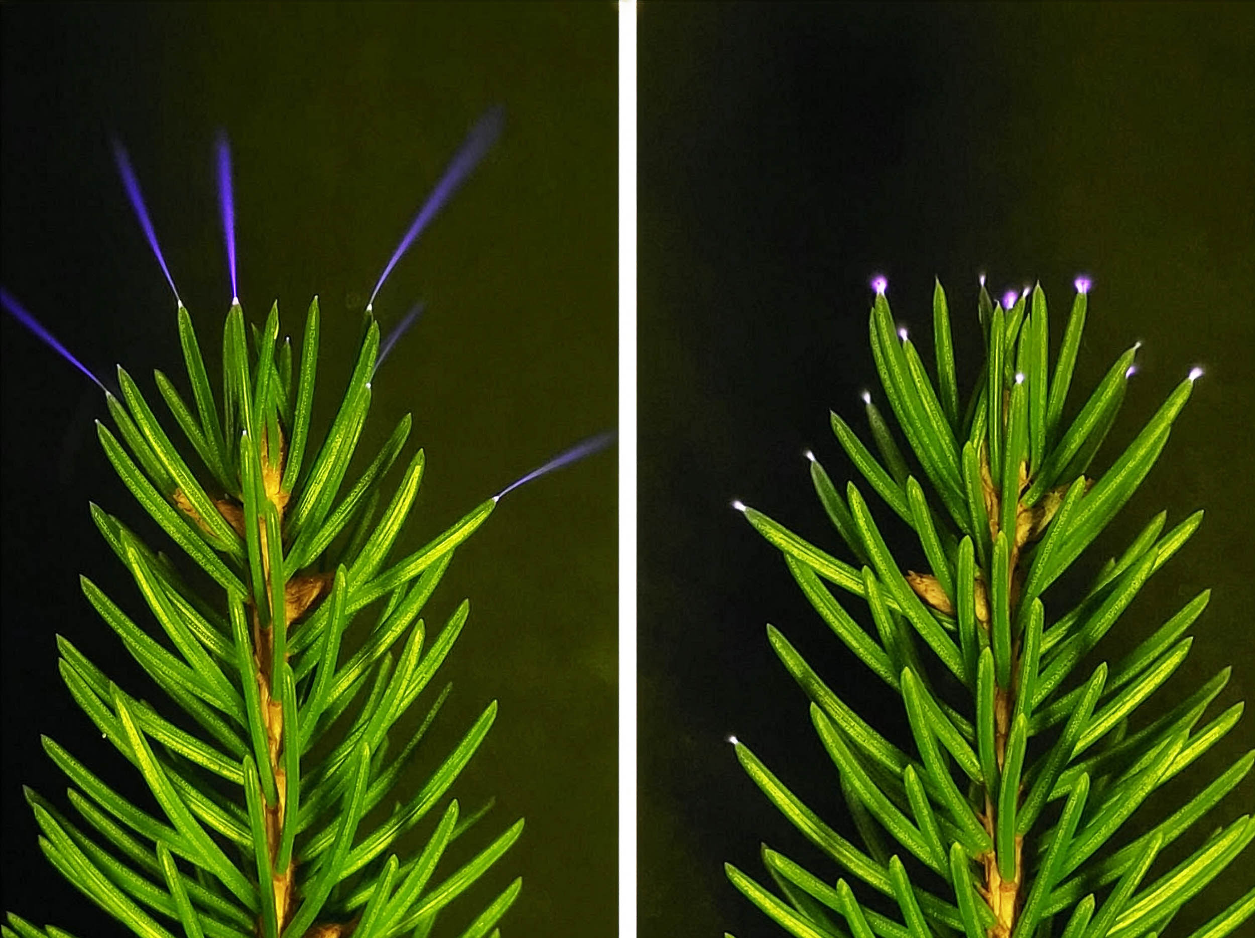 قمم أشجار في غابة أثناء عاصفة رعدية مع توهج خافت غير مرئي