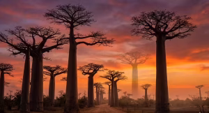 أشجار الباوباب