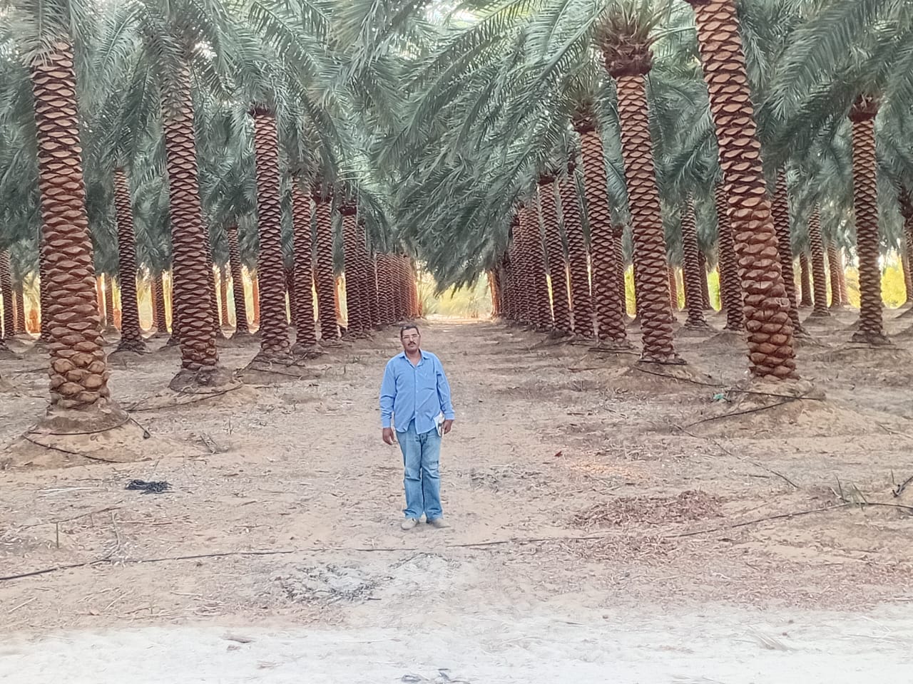 النخيل