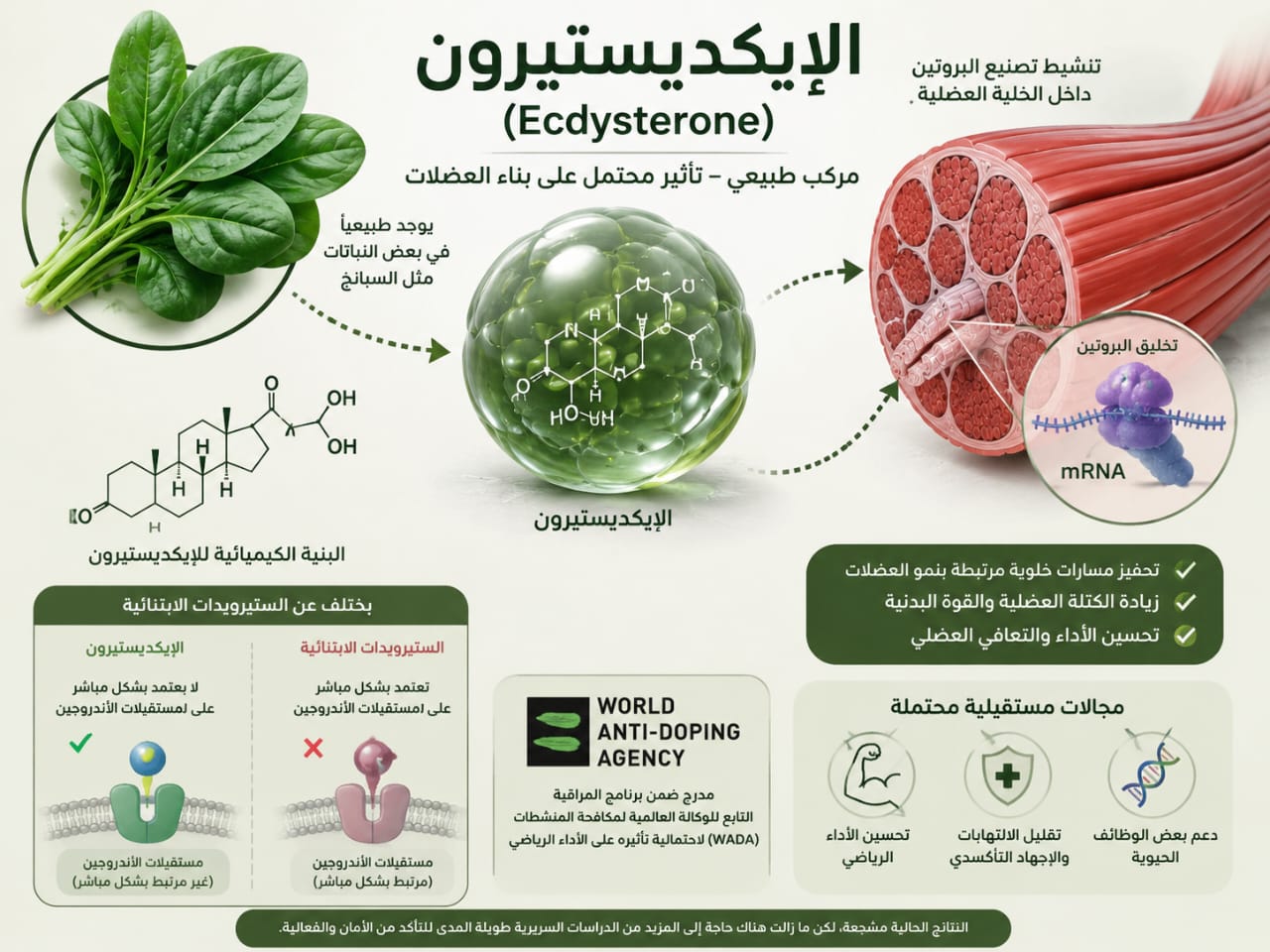 دراسة طلابية تكشف أسرار بناء العضلات طبيعيًا