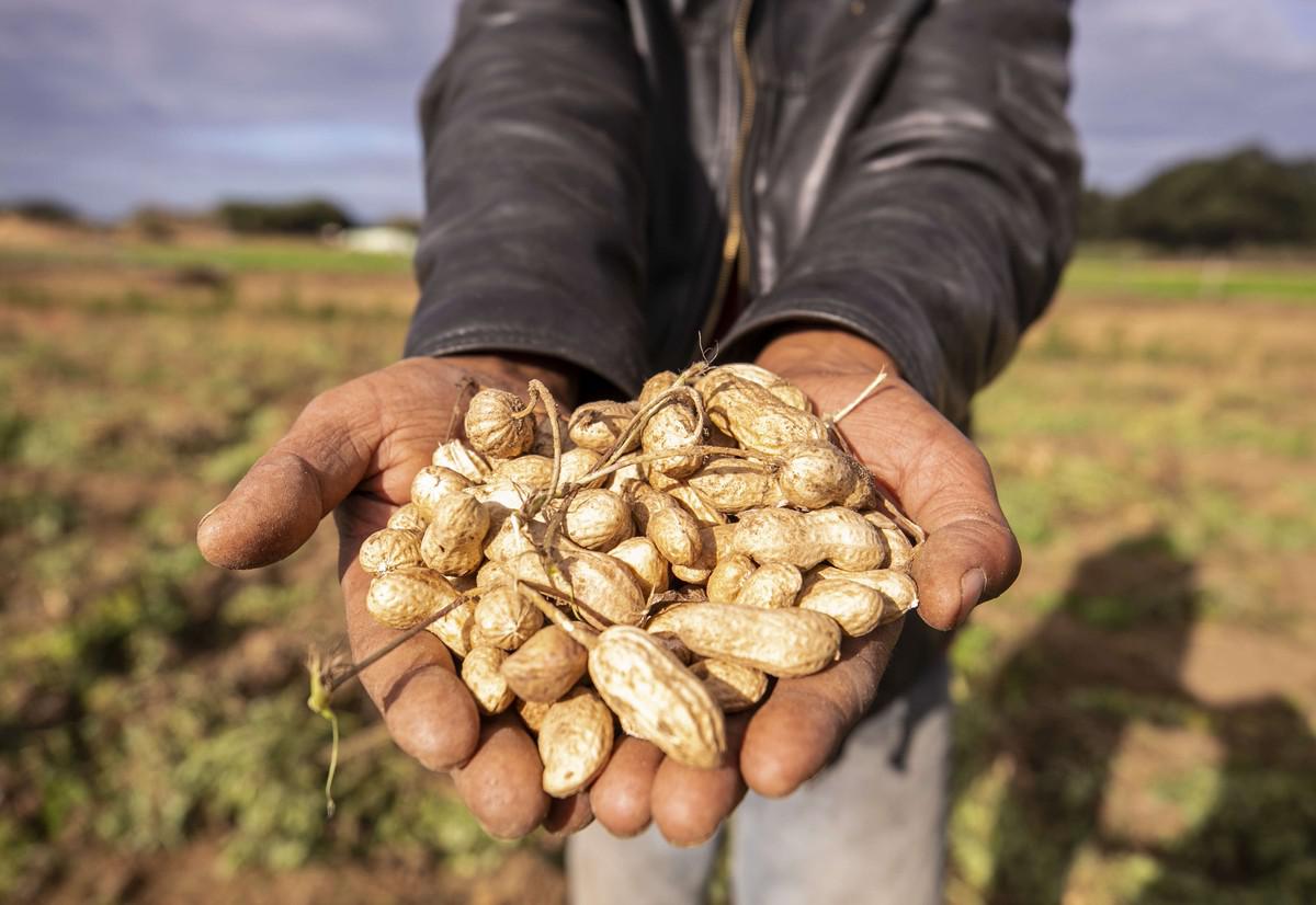 فول سوداني