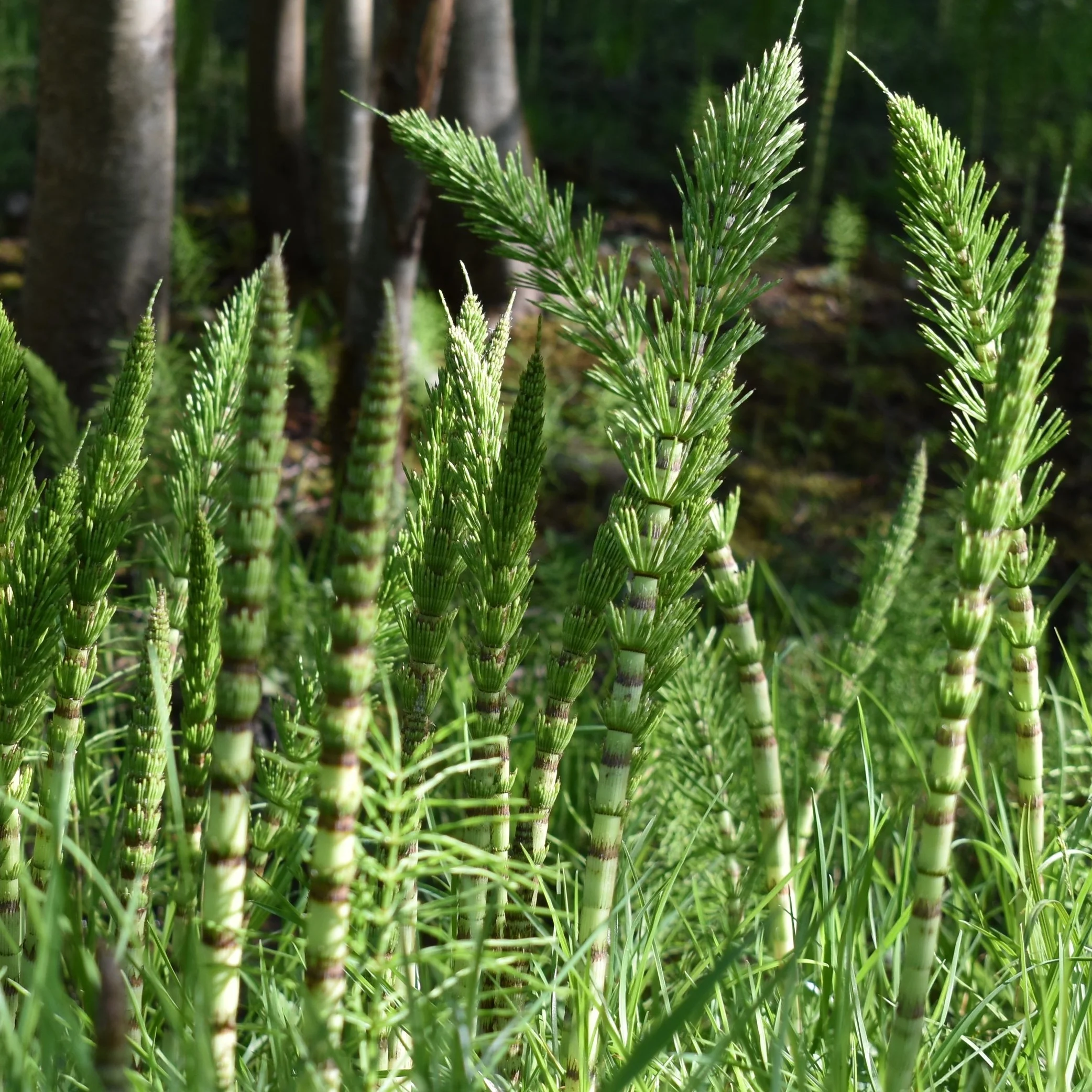 نبات الحصيلة (Equisetum)