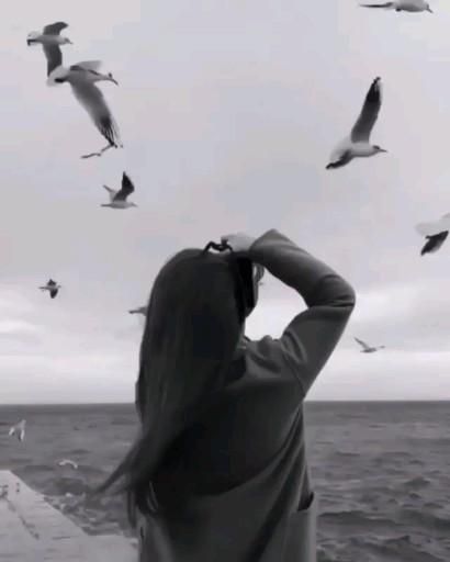 ن طيور المدن تفرّ من النساء أكثر من الرجال، في ظاهرة غامضة