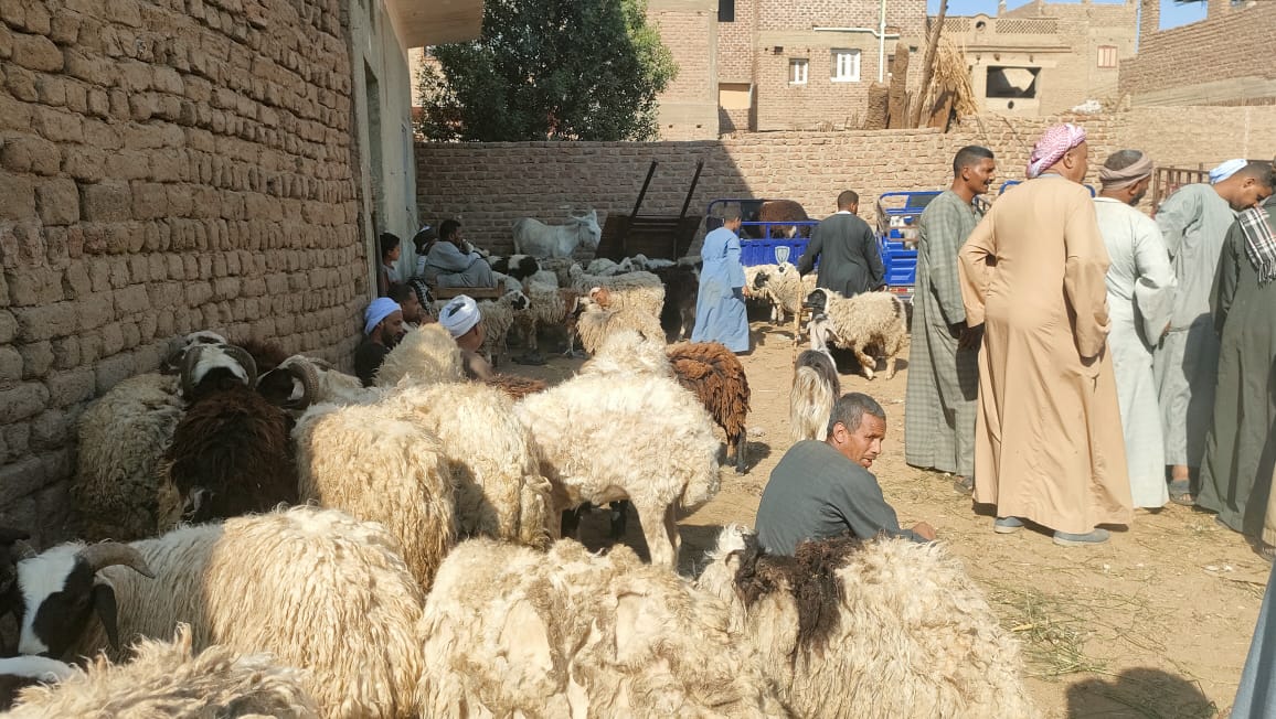 سوق مواشي في قنا يظهر فيها تجار ومواطنون يتفقدون الأضاحي وسط حركة بيع محدودة
