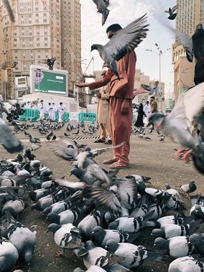 سلوك الطيور في المدن يكشف إدراكًا دقيقًا للبشر