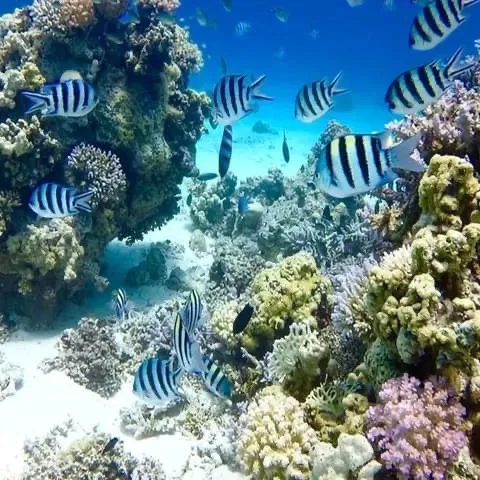 فرص الاستثمار البيئي بشرم الشيخ بالشراكة مع القطاع الخاص مع الالتزام بحماية المحميات ودعم السياحة المستدامة