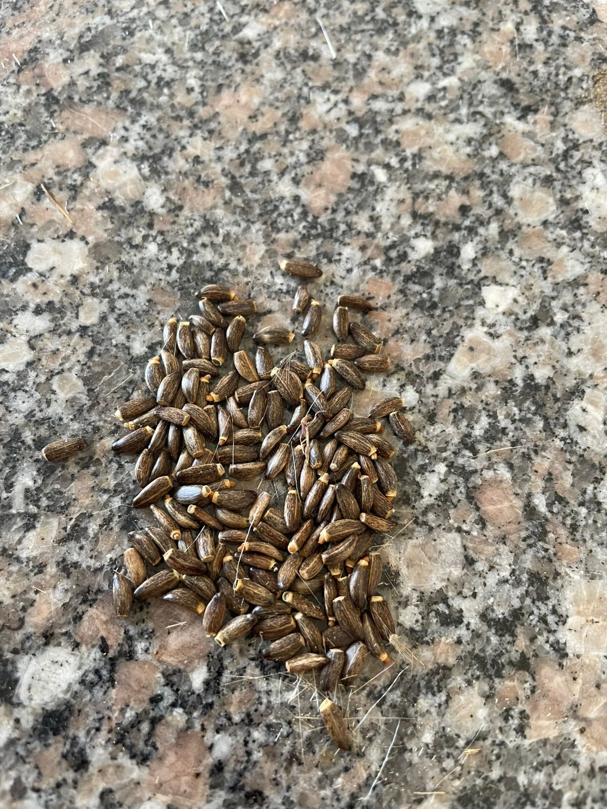 بذور نبات Milk Thistle بجوار أدوات معملية وفئران تجارب داخل مختبر بحثي