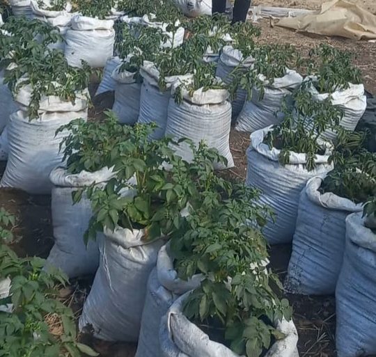 طلاب جامعة بنها ينجحون في تطوير حل بيولوجي مبتكر باستخدام الطحالب والكركديه لمكافحة العفن البني في البطاطس