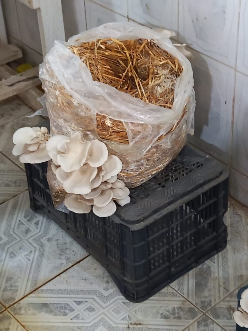 مزارع فطر محاري مزروع على قش الأرز داخل أكياس زراعية في بيئة رطبة منظمة