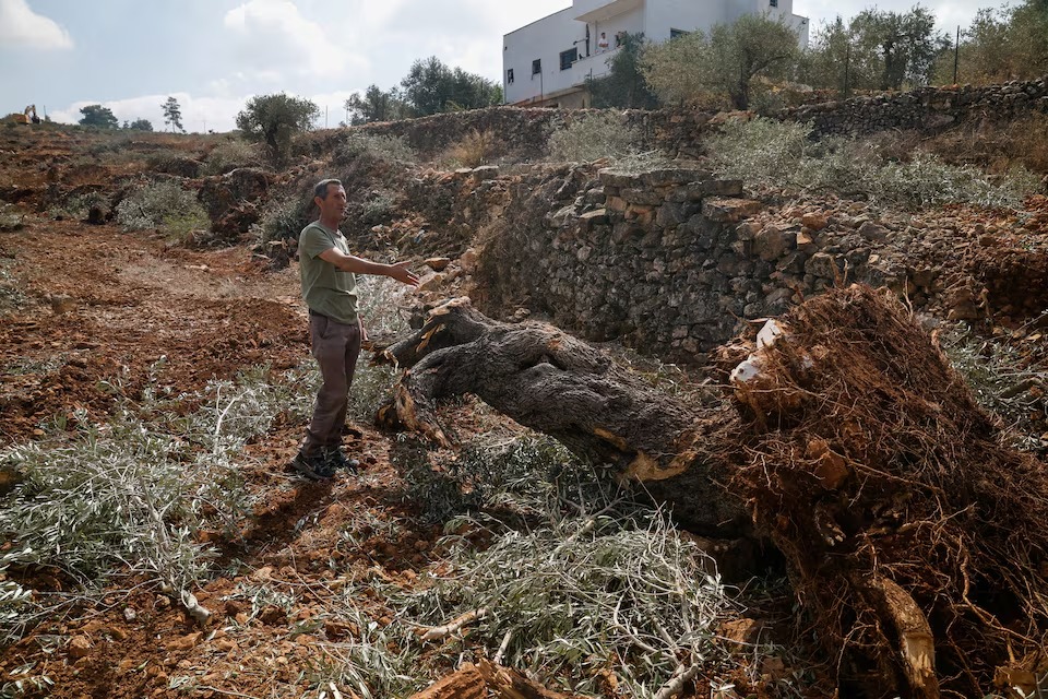 جرافات إسرائيل تقتلع أشجار الزيتون الفلسطينية3