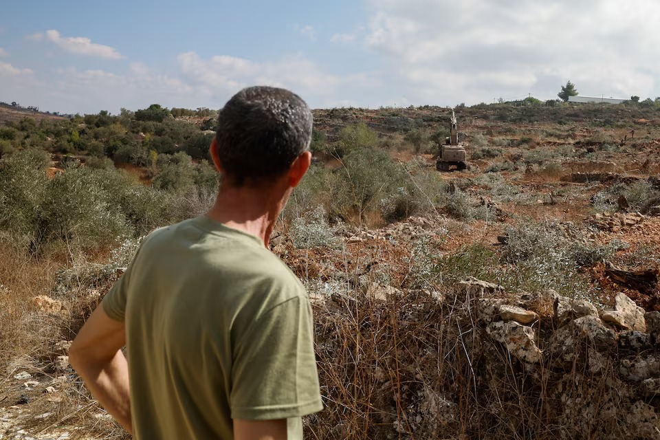 أشجار الزيتون الفلسطينية